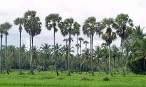 mangalam dam palakkad