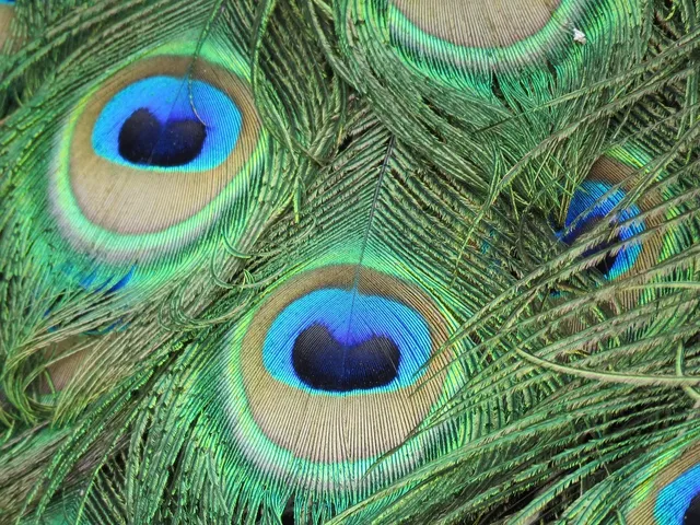 simple mehndi designs peacock