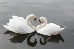 no-dp-no-1-loves-me-images
