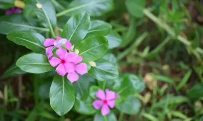 Palakkad Tourist Places