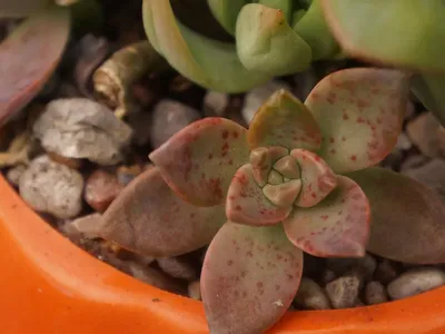 Mini Succulents return gifts