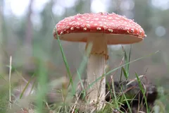 red-hat