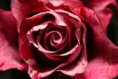 no-one-loves-me-dp