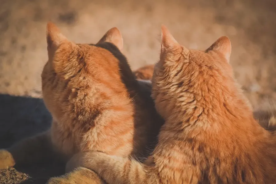 dosti ke liye shayari