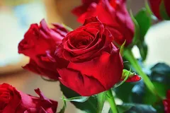 romantic-dp-update13 romantic-dp-update13