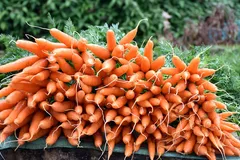 botanical-garden-ooty botanical-garden-ooty