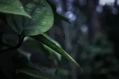 No-DP14