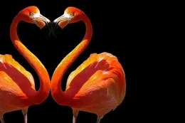 Love-Failure-images18