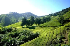 valparai-tea-plantation valparai-tea-plantation